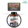 Picture of Astragalus Root